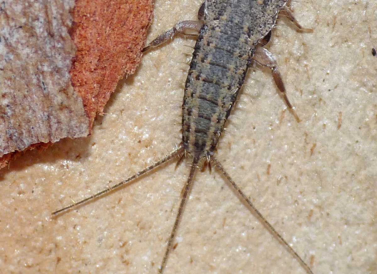 Da identificare - Zygentoma